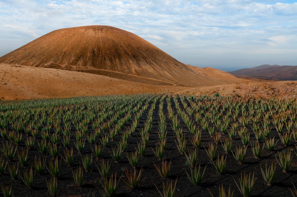 Rows of aloe vera growing in volcanic soil in Costa Rica.