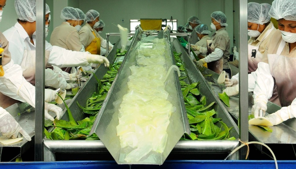 Workers hand-filleting aloe vera leaves at the Costa Rica plant.
